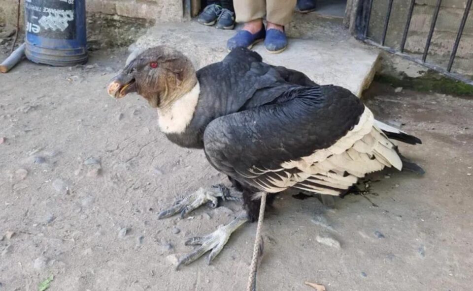 Una familia de Tunuyán rescató un cóndor y se activó un protocolo especial