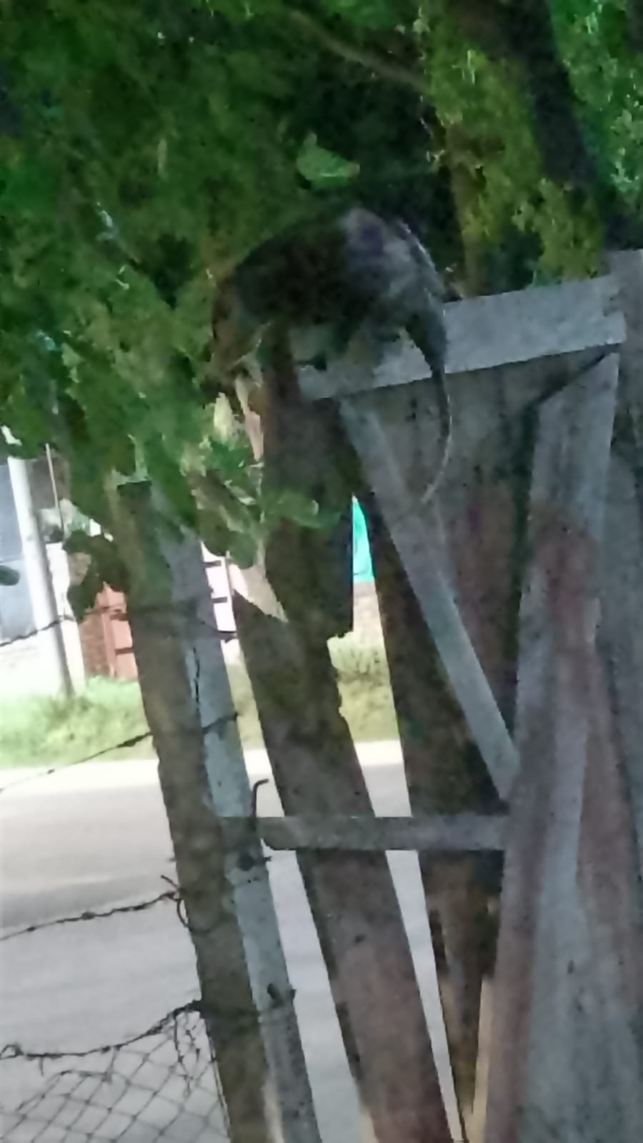 El ataque de las comadrejas: vecinos preocupados denuncian que intentan ingresar a las viviendas