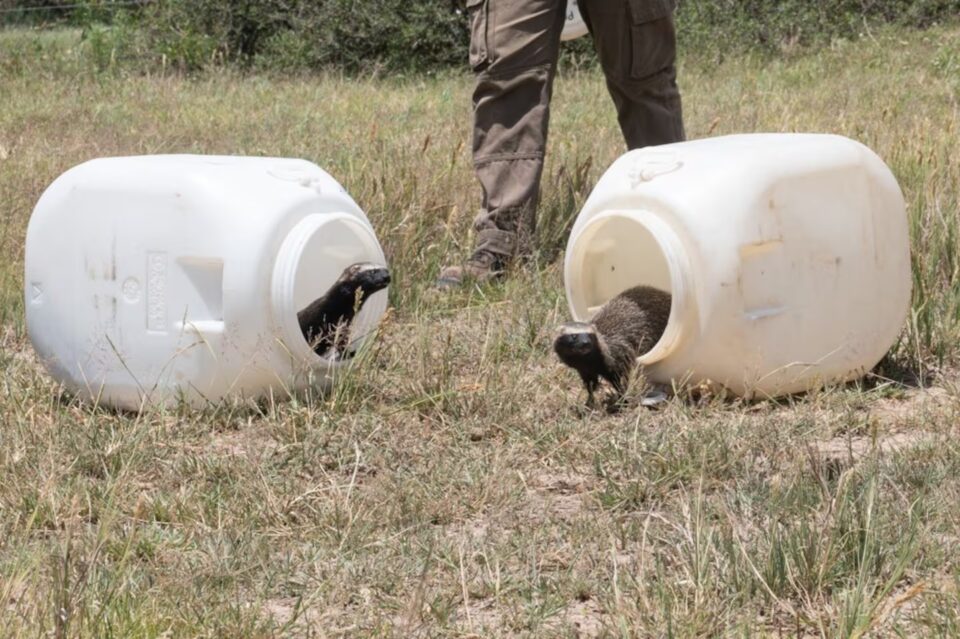 Liberaron más de 20 animales recuperados del tráfico ilegal y mascotismo en Córdoba