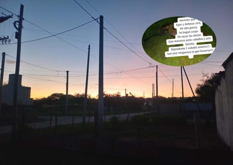 Miedo, pérdidas y reclamos: piden retirar un enjambre tras un ataque mortal