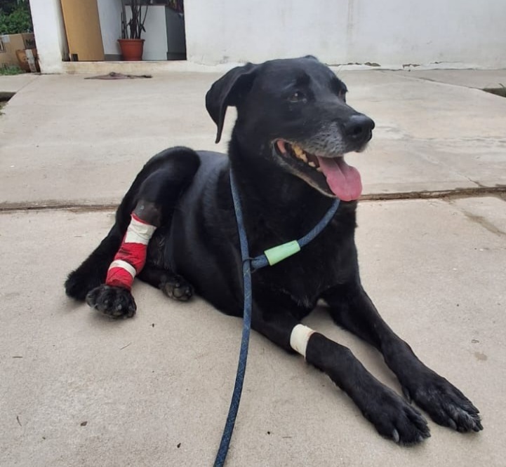 Buscan un hogar para “Negrito”, un perro rescatado tras meses de abandono