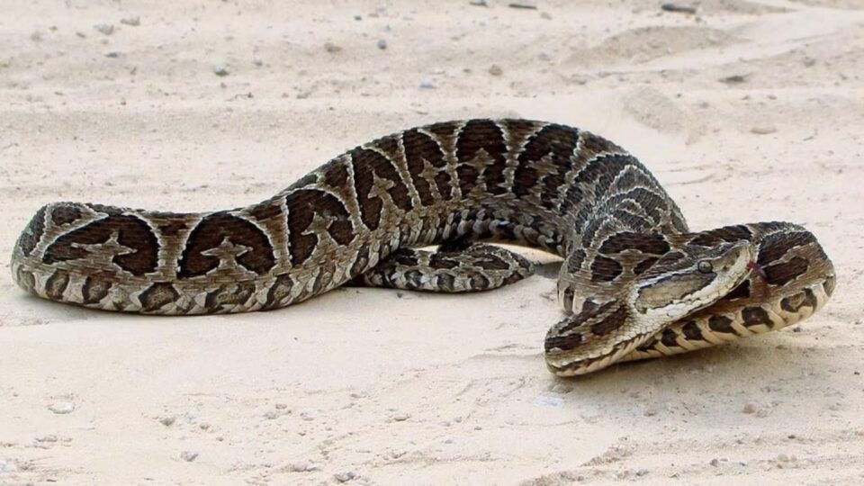 Internaron de urgencia a un nene de 9 años tras ser mordido por una yarará 