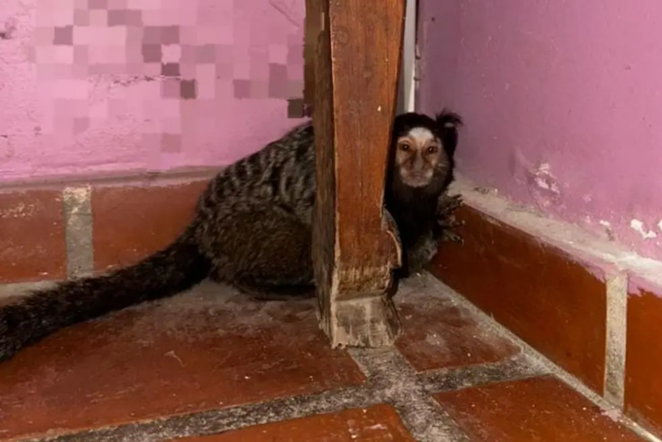 Mono tití suelto en plena ciudad: operativo policial y rescate en Villa Siburu