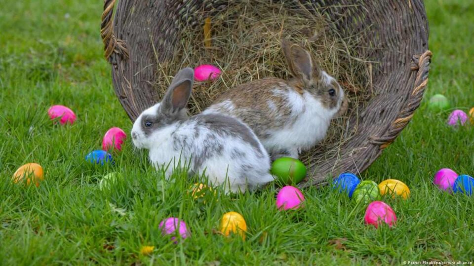 Anisacate busca al próximo "Embajador Conejo de Pascua"