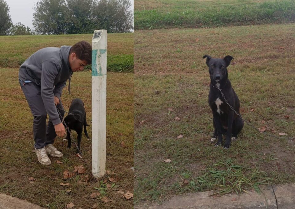Abandonada y atada con una cadena: la rescataron y ahora empieza una nueva historia