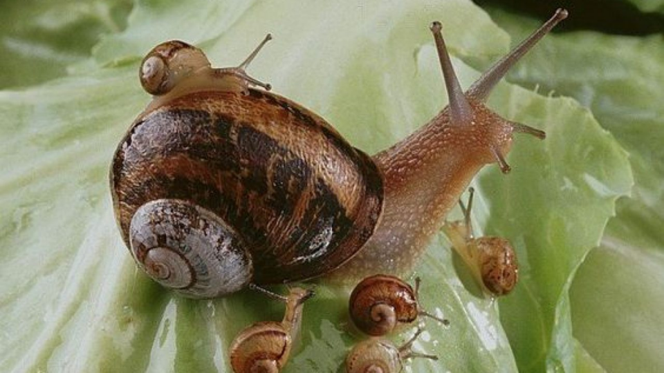 Invasión de caracoles tras las lluvias: cómo proteger el patio y las plantas con métodos caseros