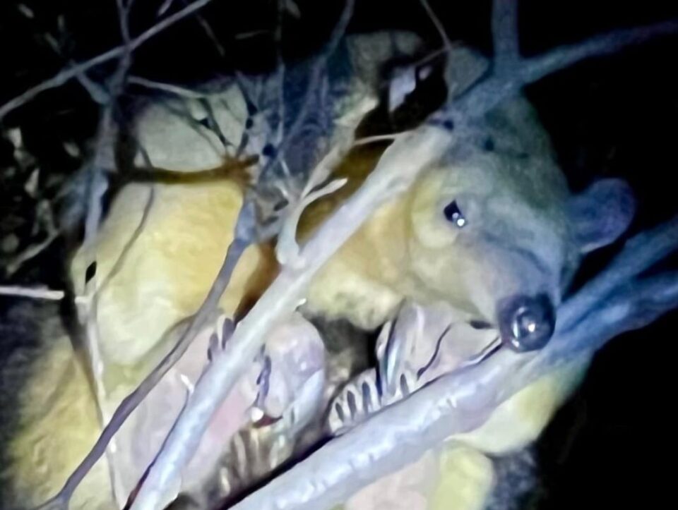 Villa Ciudad América: rescataron un oso hormiguero que había trepado a un árbol