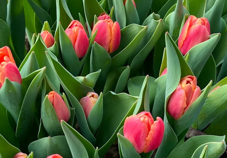 Vuelven los tulipanes: Despeñaderos Florece abrió las reservas para una nueva temporada