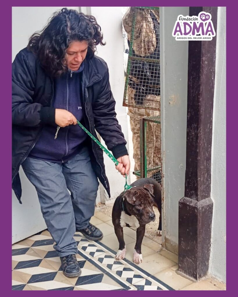 Rescataron a nueve animales del maltrato extremo tras dos allanamientos en Alta Gracia