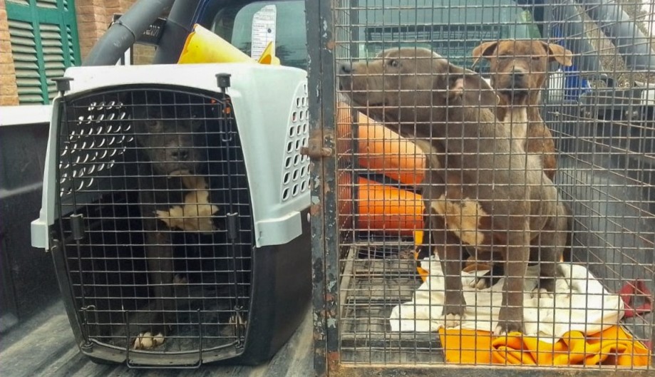 Rescataron a 9 animales del maltrato extremo tras dos allanamientos en Alta Gracia