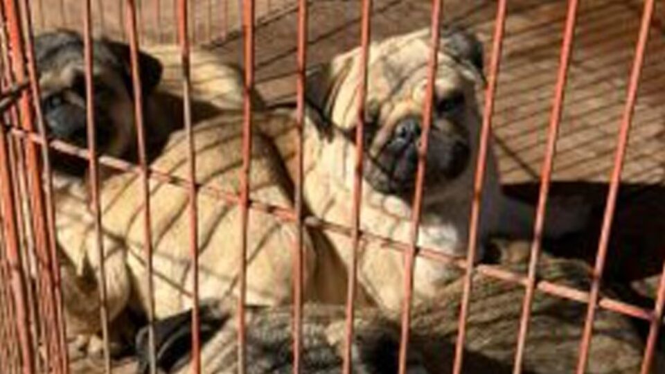Rescatan a más de 140 perros que estaban enjaulados en criaderos en Toledo: hay dos detenidos