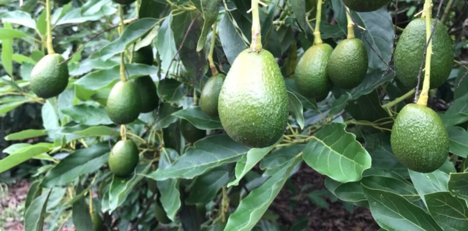 Tragedia en Quilmes: murió un bebé golpeado por una palta