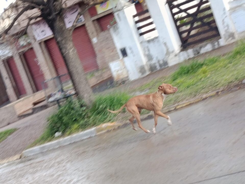 Vecinos de barrio Liniers denuncian ataques de perros y reclaman medidas